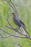 Great-tailed Grackle, Quiscalus mexicanus