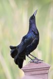 Great-tailed Grackle, Quiscalus mexicanus