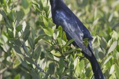Great-tailed Grackle, Quiscalus mexicanus