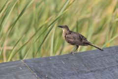 Great-tailed Grackle, Quiscalus mexicanus