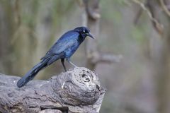 Great-tailed Grackle, Quiscalus mexicanus