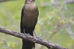 Great-tailed Grackle, Quiscalus mexicanus