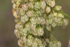 Great Water Dock, Rumex britannica