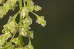 Great Water Dock, Rumex britannica