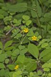 Great Yellow Woodsorrel, Oxalis grandis