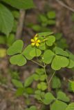 Great Yellow Woodsorrel, Oxalis grandis
