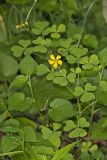 Great Yellow Woodsorrel, Oxalis grandis