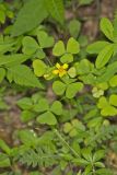Great Yellow Woodsorrel, Oxalis grandis