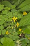 Great Yellow Woodsorrel, Oxalis grandis