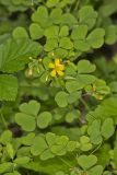 Great Yellow Woodsorrel, Oxalis grandis