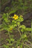 Great Yellow Woodsorrel, Oxalis grandis
