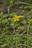 Great Yellow Woodsorrel, Oxalis grandis