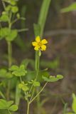 Great Yellow Woodsorrel, Oxalis grandis