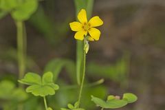 Oxalidaceae, Wood Sorrel Family