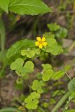Great Yellow Woodsorrel, Oxalis grandis