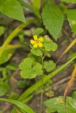 Great Yellow Woodsorrel, Oxalis grandis