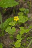 Great Yellow Woodsorrel, Oxalis grandis