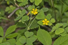Great Yellow Woodsorrel, Oxalis grandis Great Yellow Woodsorrel, Oxalis grandis