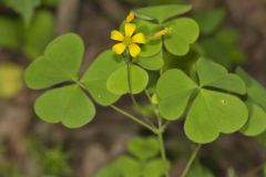 Great Yellow Woodsorrel, Oxalis grandis Great Yellow Woodsorrel, Oxalis grandis