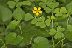 Great Yellow Woodsorrel, Oxalis grandis Great Yellow Woodsorrel, Oxalis grandis