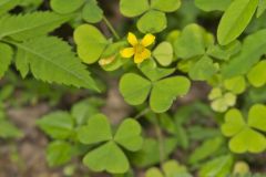 Great Yellow Woodsorrel, Oxalis grandis