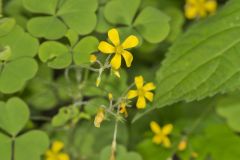 Great Yellow Woodsorrel, Oxalis grandis