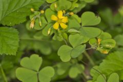 Great Yellow Woodsorrel, Oxalis grandis Great Yellow Woodsorrel, Oxalis grandis