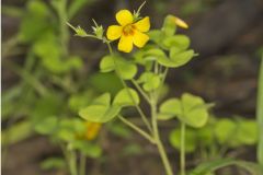 Great Yellow Woodsorrel, Oxalis grandis Great Yellow Woodsorrel, Oxalis grandis