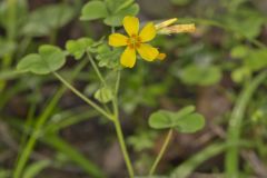 Great Yellow Woodsorrel, Oxalis grandis Great Yellow Woodsorrel, Oxalis grandis