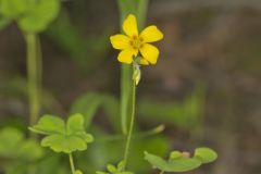 Great Yellow Woodsorrel, Oxalis grandis Great Yellow Woodsorrel, Oxalis grandis