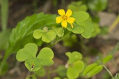 Great Yellow Woodsorrel, Oxalis grandis