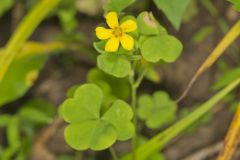 Great Yellow Woodsorrel, Oxalis grandis Great Yellow Woodsorrel, Oxalis grandis
