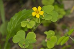 Great Yellow Woodsorrel, Oxalis grandis Great Yellow Woodsorrel, Oxalis grandis