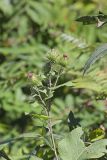 Greater burdock, Arctium lappa
