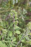 Greater burdock, Arctium lappa