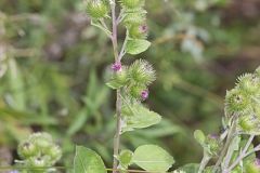 Greater Burdock