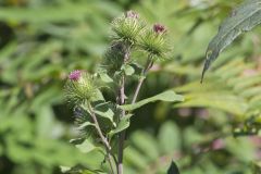 Greater burdock, Arctium lappa