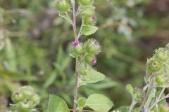 Greater burdock, Arctium lappa Greater burdock, Arctium lappa