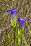 Greater fringed gentian, Gentianopsis crinita