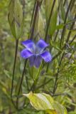 Greater fringed gentian, Gentianopsis crinita