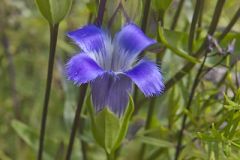 Greater Fringed Gentian