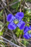Greater fringed gentian, Gentianopsis crinita