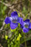 Greater fringed gentian, Gentianopsis crinita
