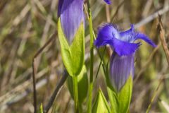 Greater Fringed Gentian, Gentianopsis crinita