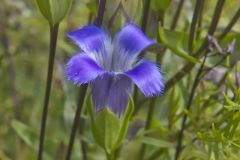 Greater Fringed Gentian, Gentianopsis crinita