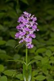 Greater Purple-fringed Orchid, Platanthera grandiflora