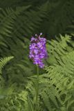 Greater Purple-fringed Orchid, Platanthera grandiflora