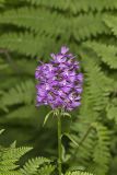 Greater Purple-fringed Orchid, Platanthera grandiflora