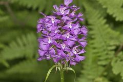 Greater Purple-fringed Orchid