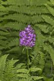 Greater Purple-fringed Orchid, Platanthera grandiflora